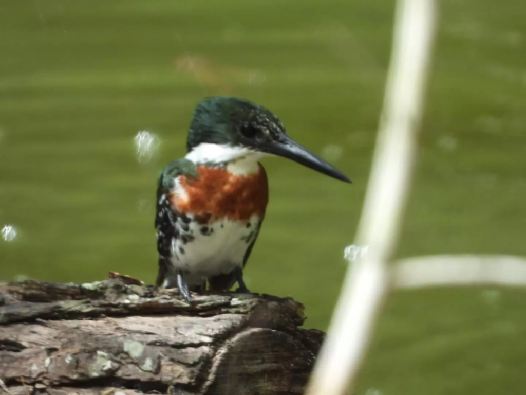 Posada Del Sol - Mobile Home & RV Park - 55+ (15)