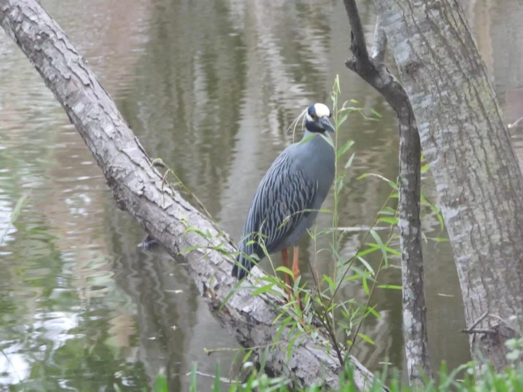 Posada Del Sol - Mobile Home & RV Park - 55+ (16)